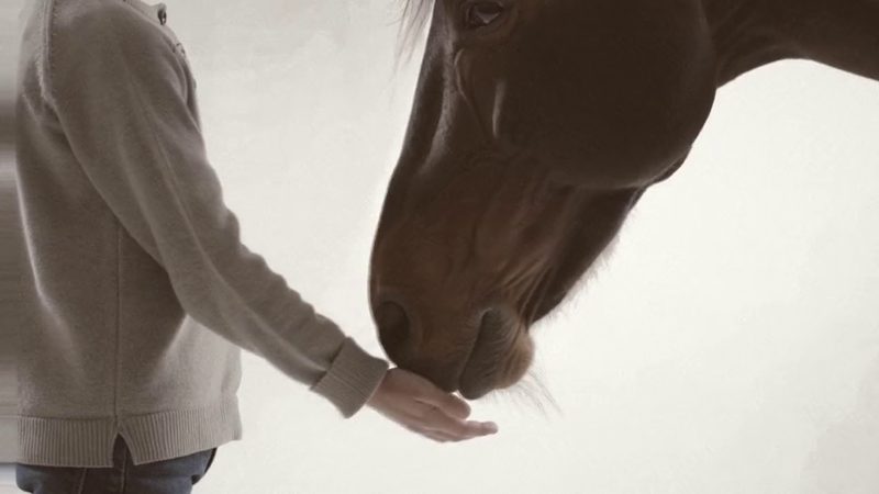 A child&rsquo;s open hand beneath a horse&rsquo;s muzzle
